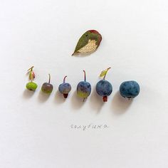 five tiny blueberries and one green leaf are arranged in a row on a white surface