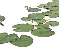 water lilies floating on top of green leaves