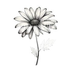 a black and white drawing of a flower