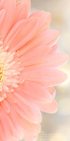 a pink flower with yellow center sitting on top of a table