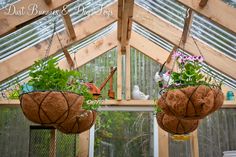 two hanging planters filled with plants inside of a greenhouse roofing area in the summer