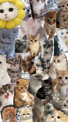 a collage of many different colored cats