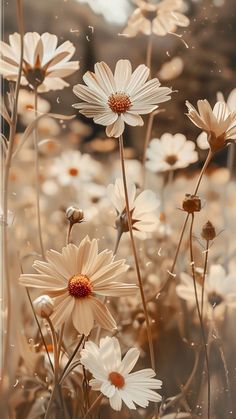 some white daisies are in the middle of brown and white flowers with water droplets on them