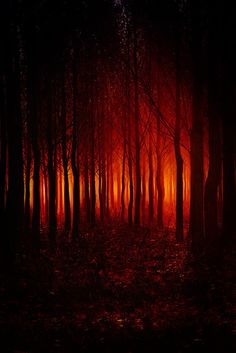 a forest filled with lots of trees covered in red and yellow fire lights at night