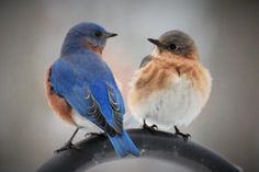 two small birds sitting on top of a black tire rim, one is blue and the other is brown