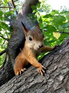 a squirrel sitting on top of a tree branch