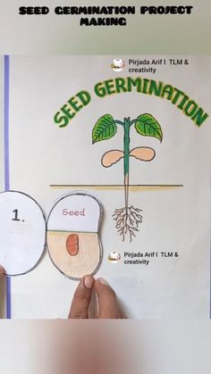 the seed germination project is being displayed in front of a white paper sheet