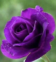 a purple rose with water droplets on it