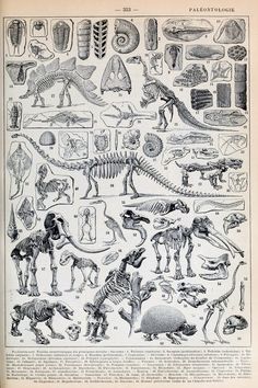 an old book page with dinosaurs and other animals in black ink on white paper,