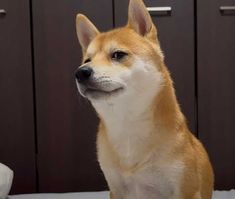 a brown and white dog sitting on top of a bed next to a wooden cabinet