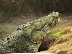 an alligator is laying down in the grass