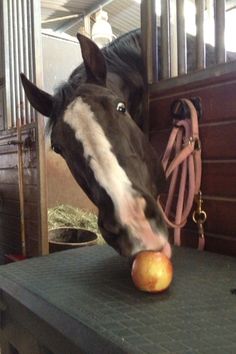 a horse eating an apple on top of a table