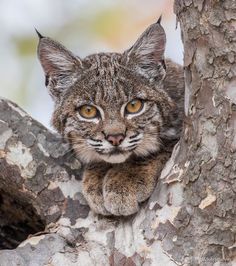 a close up of a cat in a tree looking at the camera with an alert look on its face