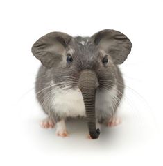 a small gray and white mouse sitting on top of a white floor next to an elephant's trunk