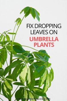 a green plant with the words fix dropping leaves on umbrella plants over it