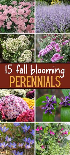 15 Fall Blooming Perennials | Garden Plants Fall Garden Flowers Front Yards, Full Shade Garden Plants, Full Sun Landscaping Ideas Perennials, Fall Gardens Landscape, Late Summer Blooming Perennials, Fall Perennials Garden Ideas, Zone 9a Landscaping, Fall Flowerbed Ideas, Fall Plants For Outside