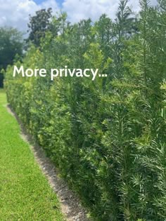 the words more privacy are displayed in front of a row of trees and grass on a sunny day