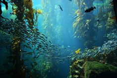 an aquarium filled with lots of different types of seaweed and other marine life in it