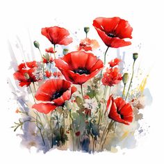 watercolor painting of red poppies on white background