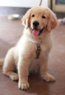 a puppy sitting on the floor with its tongue out