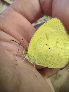 a small yellow butterfly sitting on top of someone's hand