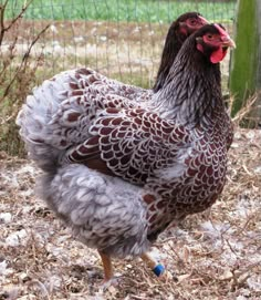 a brown and white chicken standing on top of dry grass next to a wire fence