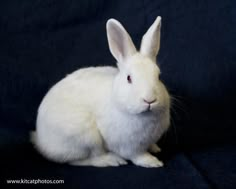 a white rabbit sitting on top of a black cloth next to it's head