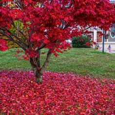 a tree with red leaves on the ground in front of a house that is surrounded by green grass