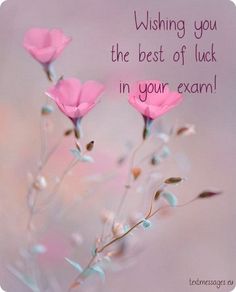 pink flowers with the words wishing you the best of luck in your exam