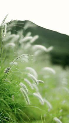 the grass is blowing in the wind