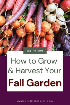 carrots and radishes with text overlay how to grow and harvest your fall garden