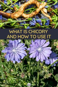 purple flowers with the words what is cicory and how to use it