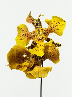 a yellow flower with black spots on it's petals against a white sky background