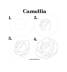 the instructions for how to draw camellia flowers in three different stages, including four petals