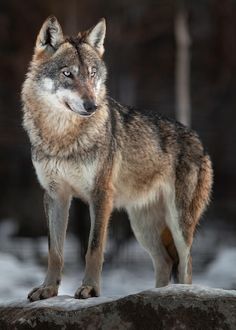 a wolf standing on top of a rock in the snow