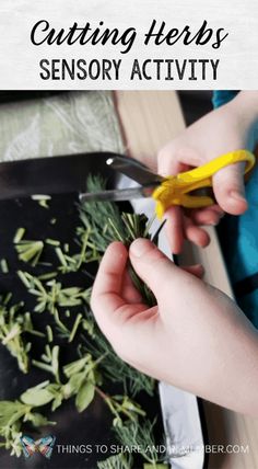 a person cutting herbs with scissors on top of a black tray and text overlay that reads, cutting herbs sensory activity