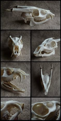 several pictures of different types of animal skulls