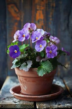 purple pansies in a clay pot on a wooden table