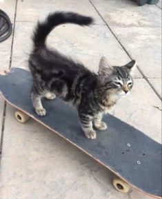 a small kitten standing on top of a skateboard