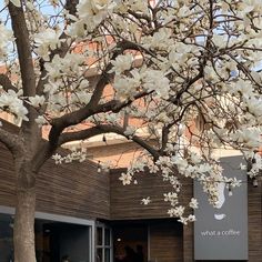 a tree with white flowers in front of a building