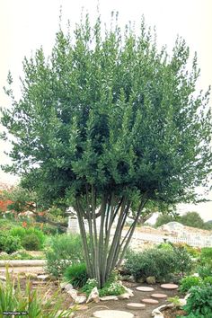 a large tree in the middle of a garden