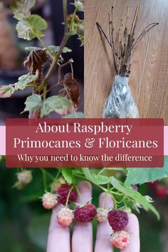 raspberrys and flowers with the title about raspberry primeances & floriganes why you need to know the difference