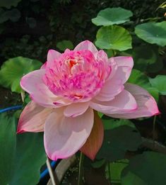 a large pink flower sitting on top of a lush green leaf covered field next to water lilies