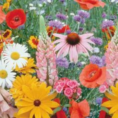 a field full of different colored flowers