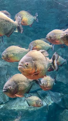 a large group of fish swimming in an aquarium