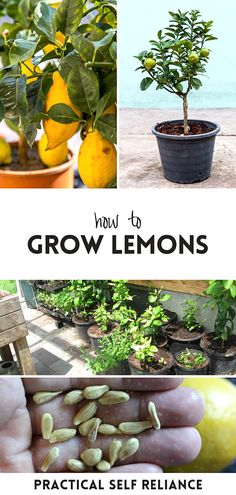 the words grow lemons are in front of pictures of lemon trees and potted plants