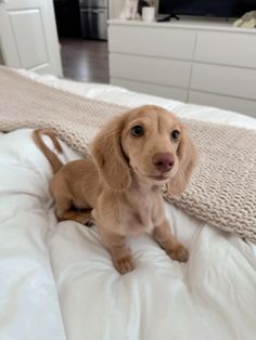 a small brown dog sitting on top of a bed next to a white dresser and window