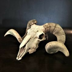 an animal's skull and horns on a table