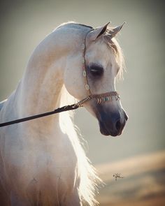 a white horse wearing a bridle on top of it's head and neck