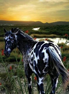 a black and white horse standing on top of a grass covered field next to flowers